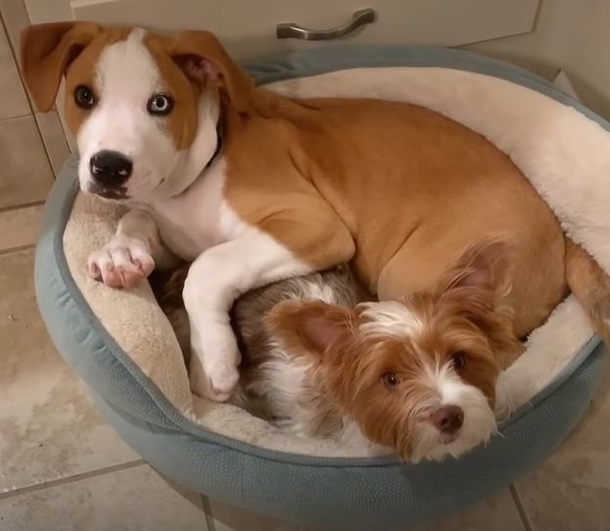 Woman discovered puppy in a bad condition, left in cardboard box near her home - picture 4
