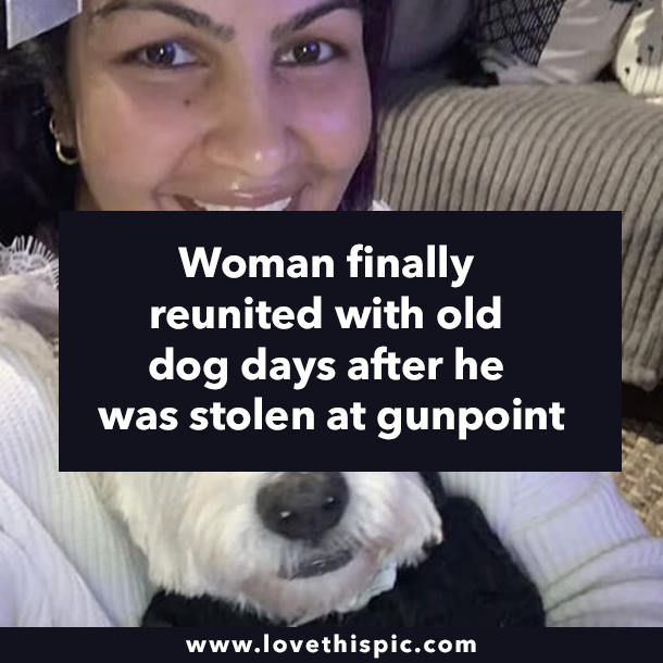 Woman finally reunited with old dog days after he was stolen at gunpoint