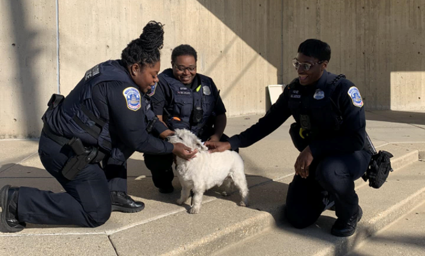 Woman finally reunited with old dog days after he was stolen at gunpoint - picture 4