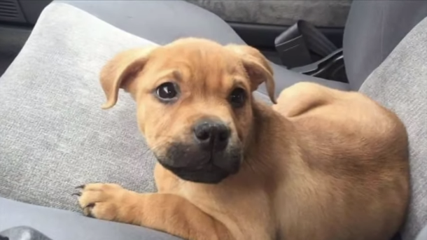 Woman goes to shelter adoption site, and finds her dog who disappeared two years ago - picture 2