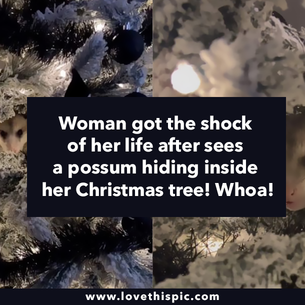 Woman got the shock of her life after sees a possum hiding inside her Christmas tree! Whoa!