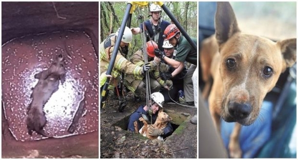 Woman Hears Odd Noise In 35-Foot Well, Stunned When She Peers Inside - picture 3