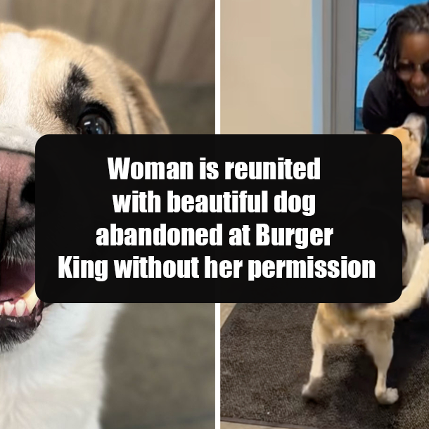 Woman is reunited with beautiful dog abandoned at Burger King without her permission