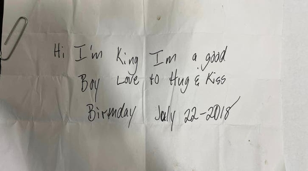 Woman is reunited with beautiful dog abandoned at Burger King without her permission - picture 2