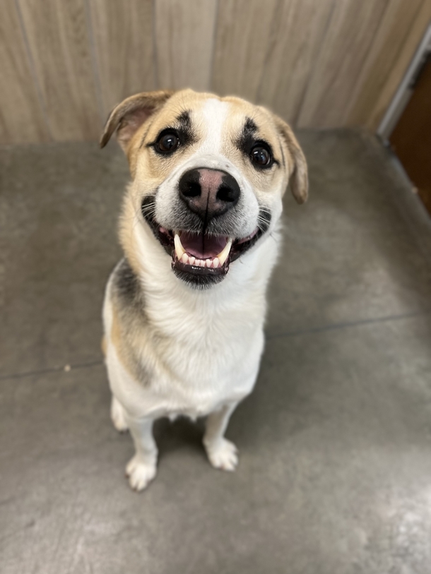 Woman is reunited with beautiful dog abandoned at Burger King without her permission - picture 3