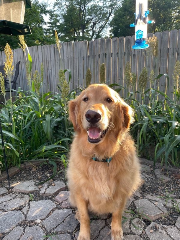 Woman is reunited with golden retriever who was lost during car crash - ‘Best day of my life’ - picture 2