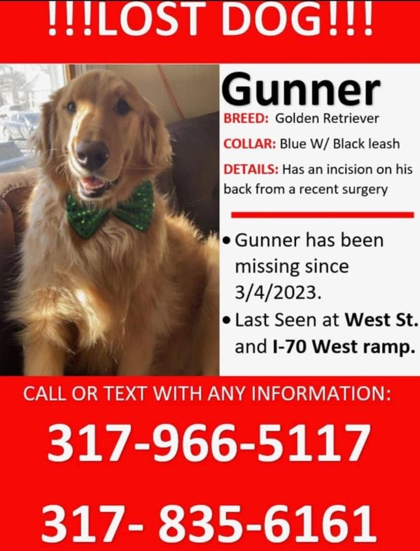 Woman is reunited with golden retriever who was lost during car crash - ‘Best day of my life’ - picture 3