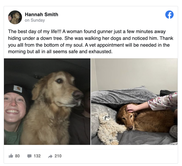 Woman is reunited with golden retriever who was lost during car crash - ‘Best day of my life’ - picture 4