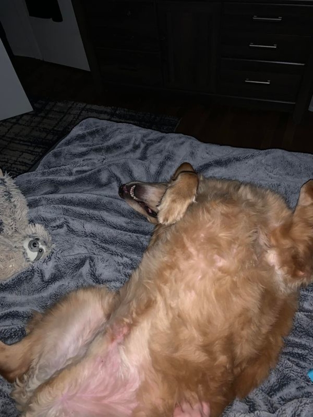 Woman is reunited with golden retriever who was lost during car crash - ‘Best day of my life’ - picture 5