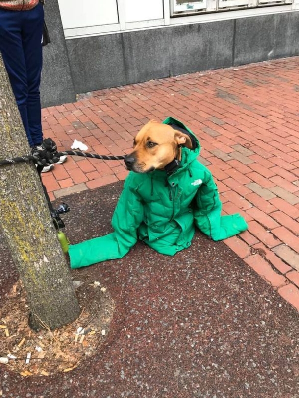 Woman puts jacket over her dog to keep him warm while he waits outside, had no clue her actions were being captured - picture 3