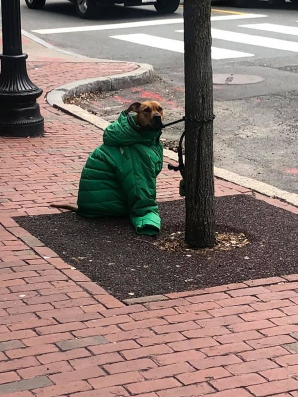 Woman puts jacket over her dog to keep him warm while he waits outside, had no clue her actions were being captured - picture 4