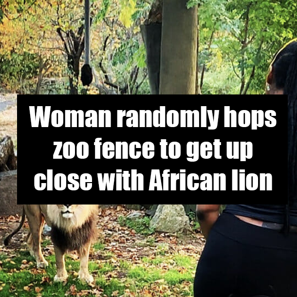 Woman randomly hops zoo fence to get up close with African lion
