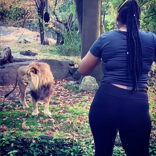 Woman randomly hops zoo fence to get up close with African lion - picture 3