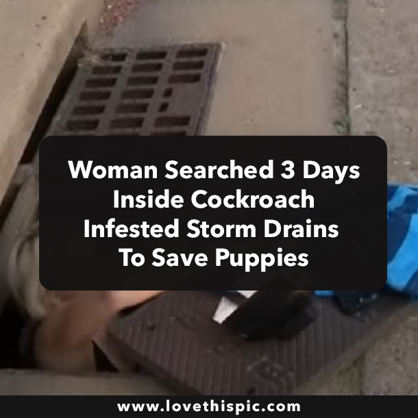 Woman Searched 3 Days Inside Cockroach-Infested Storm Drains To Save Puppies