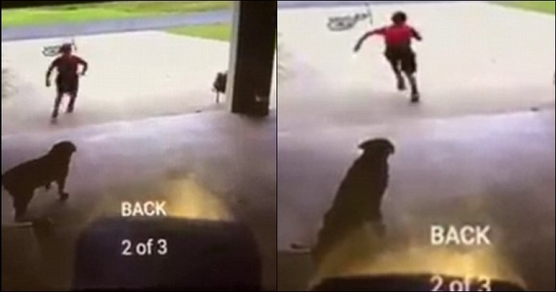 Woman Sees Boy Sneak In, Floored By What He Repeatedly Did To Her Dog - picture 2