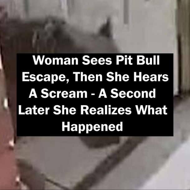 Woman Sees Pit Bull Escape, Then She Hears A Scream - A Second Later She Realizes What Happened