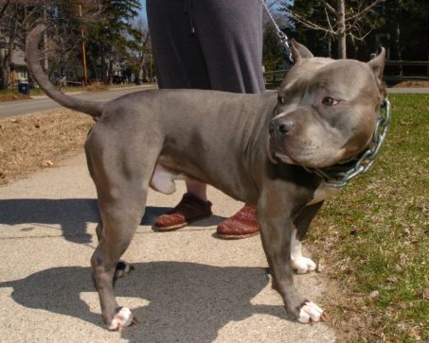 Woman Sees Pit Bull Escape, Then She Hears A Scream - A Second Later She Realizes What Happened - picture 3