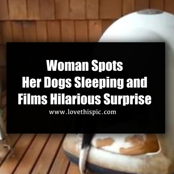 Woman Spots Her Dogs Sleeping and Films Hilarious Surprise