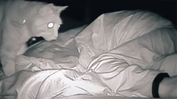 Woman wonders she feels so tired – she sets up camera and is surprised by her cat’s behavior every night - picture 2