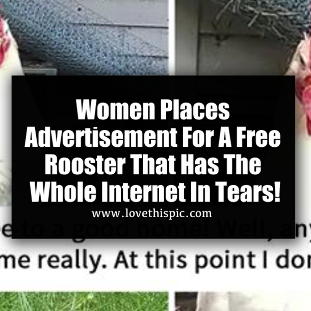 Women Places Advertisement For A Free Rooster That Has The Whole Internet In Tears!