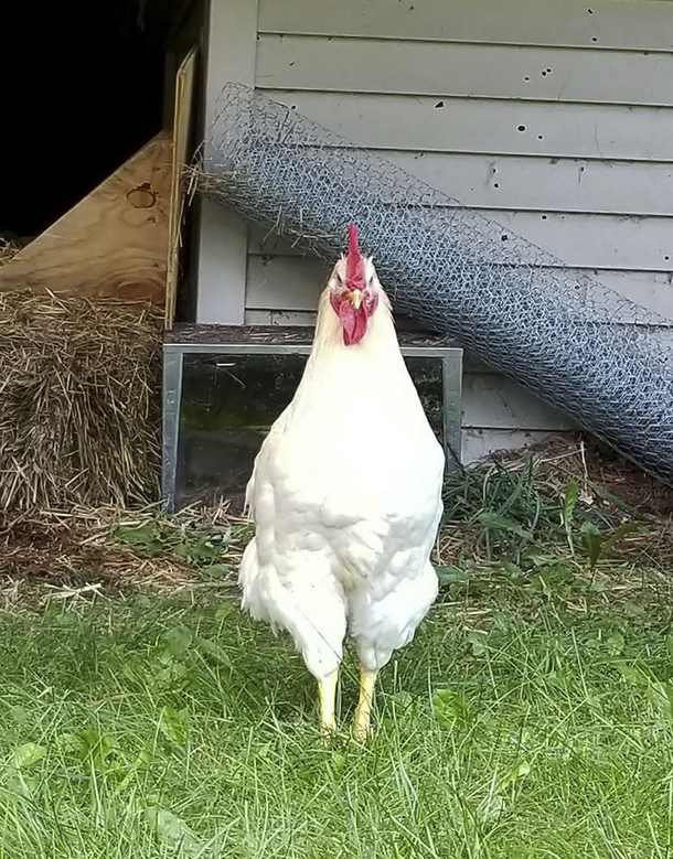 Women Places Advertisement For A Free Rooster That Has The Whole Internet In Tears! - picture 2