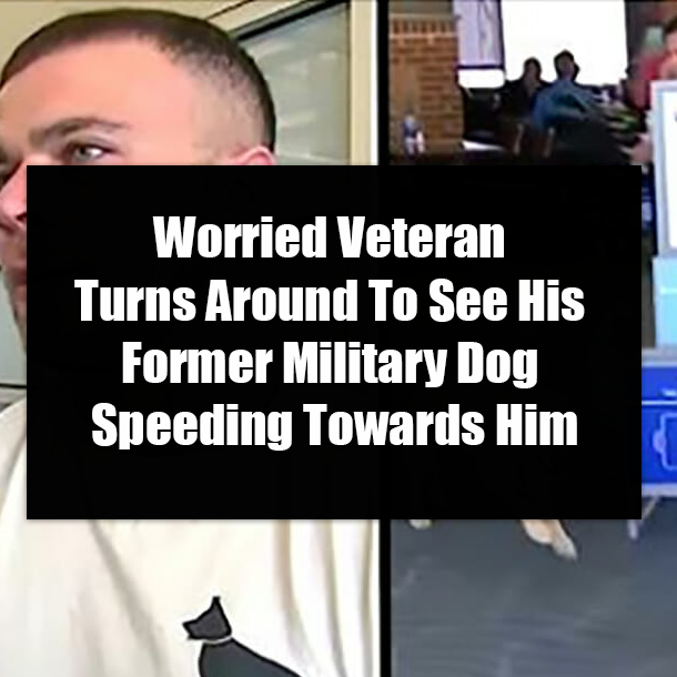 Worried Veteran Turns Around To See His Former Military Dog Speeding Towards Him
