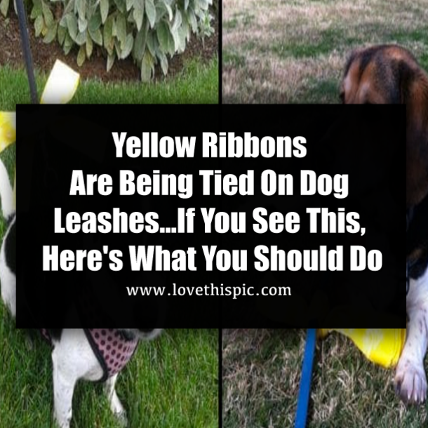 Yellow Ribbons Are Being Tied On Dog Leashes...If You See This, Here's What You Should Do