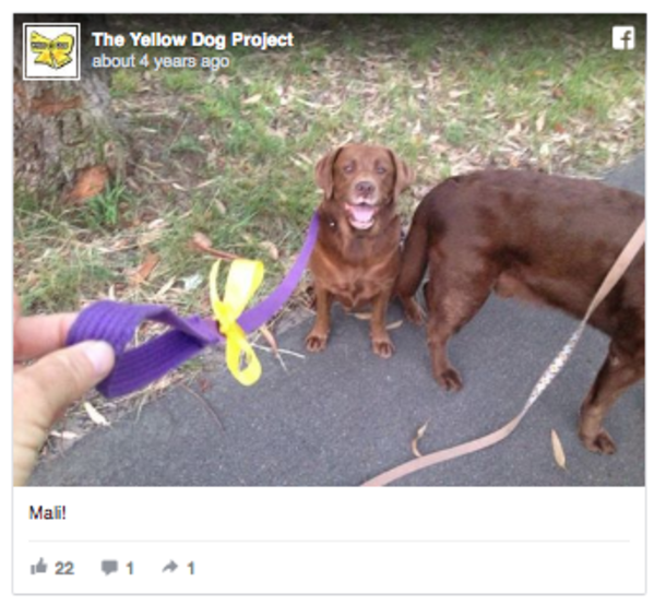 Yellow Ribbons Are Being Tied On Dog Leashes...If You See This, Here's What You Should Do - picture 10