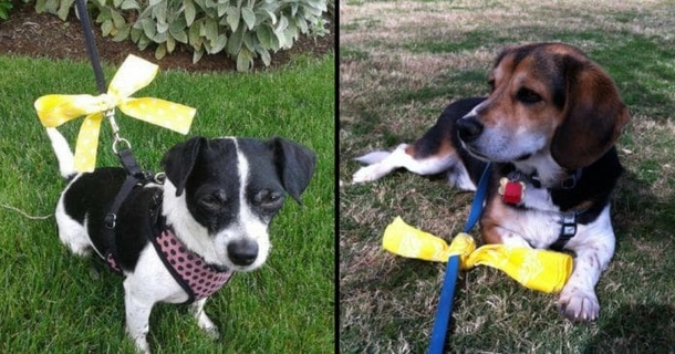 Yellow Ribbons Are Being Tied On Dog Leashes...If You See This, Here's What You Should Do - picture 2