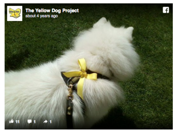Yellow Ribbons Are Being Tied On Dog Leashes...If You See This, Here's What You Should Do - picture 4