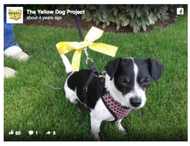 Yellow Ribbons Are Being Tied On Dog Leashes...If You See This, Here's What You Should Do - picture 5