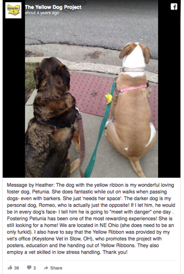 Yellow Ribbons Are Being Tied On Dog Leashes...If You See This, Here's What You Should Do - picture 6