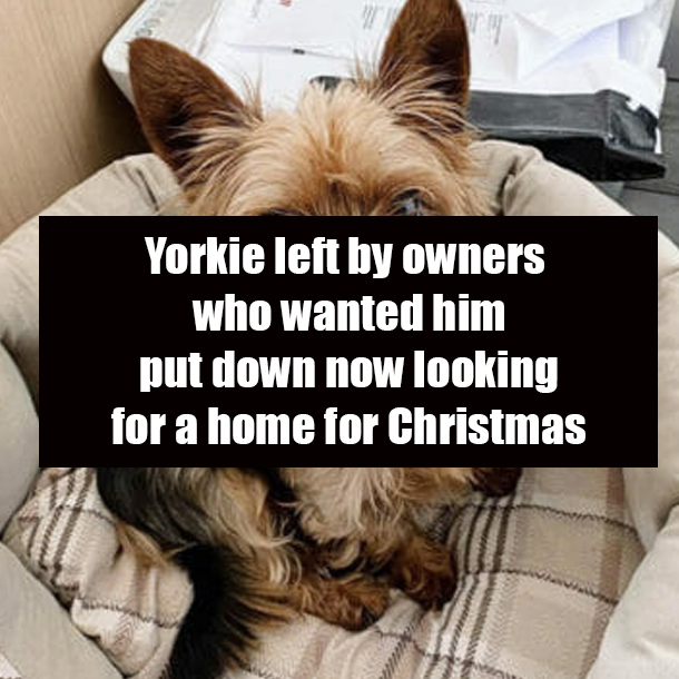 Yorkie left by owners who wanted him put down now looking for a home for Christmas