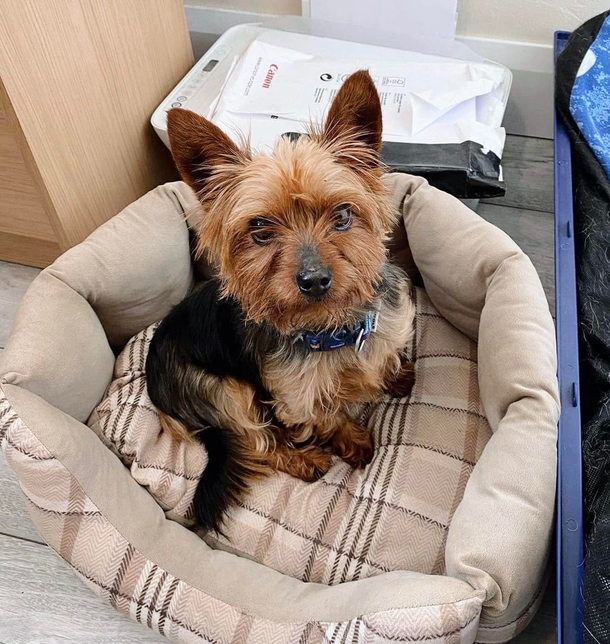 Yorkie left by owners who wanted him put down now looking for a home for Christmas - picture 2