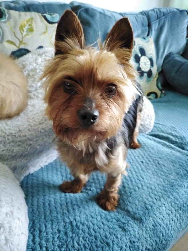 Yorkie left by owners who wanted him put down now looking for a home for Christmas - picture 3