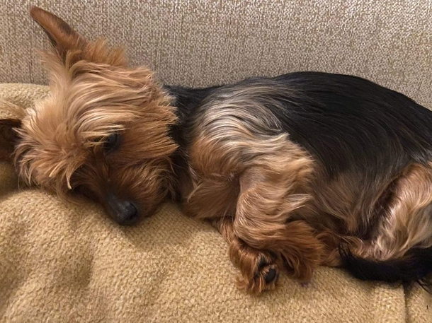 Yorkie left by owners who wanted him put down now looking for a home for Christmas - picture 4