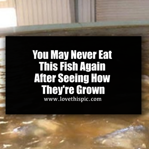 You May Never Eat This Fish Again After Seeing How They're Grown