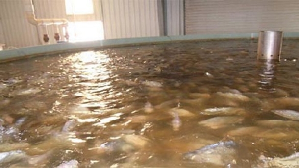 You May Never Eat This Fish Again After Seeing How They're Grown - picture 2