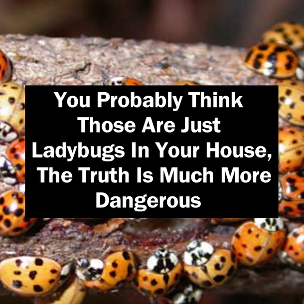 You Probably Think Those Are Just Ladybugs In Your House, The Truth Is Much More Dangerous