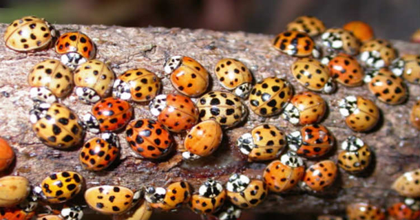You Probably Think Those Are Just Ladybugs In Your House, The Truth Is Much More Dangerous - picture 2