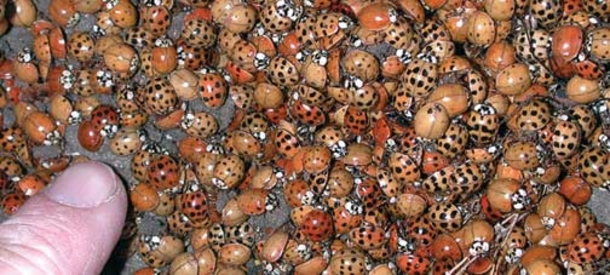 You Probably Think Those Are Just Ladybugs In Your House, The Truth Is Much More Dangerous - picture 3