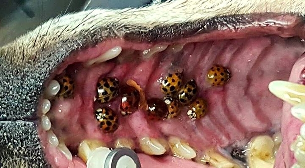 You Probably Think Those Are Just Ladybugs In Your House, The Truth Is Much More Dangerous - picture 4