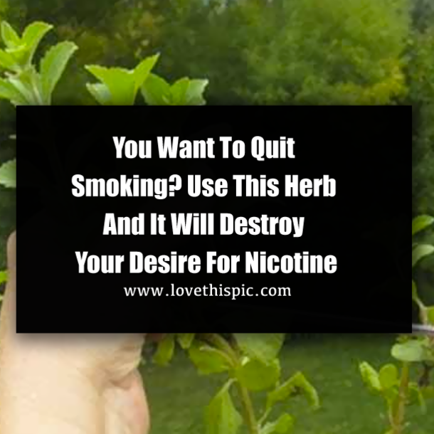 You Want To Quit Smoking? Use This Herb And It Will Destroy Your Desire For Nicotine