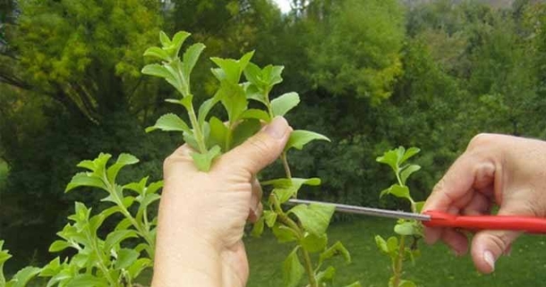You Want To Quit Smoking? Use This Herb And It Will Destroy Your Desire For Nicotine - picture 2