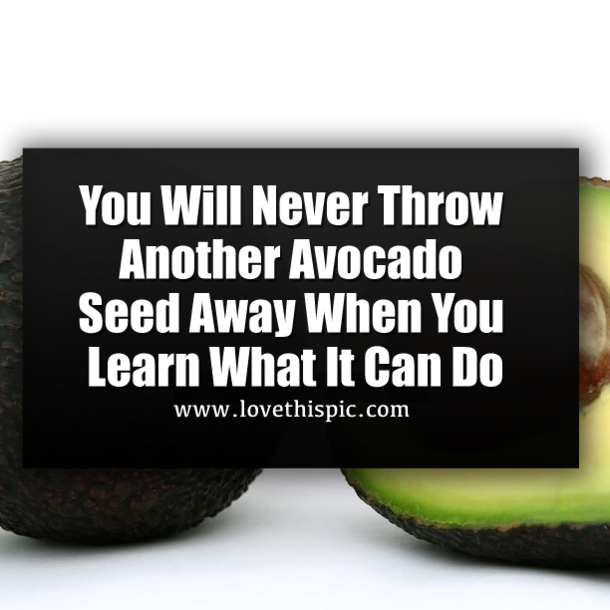 You Will Never Throw Another Avocado Seed Away When You Learn What It Can Do