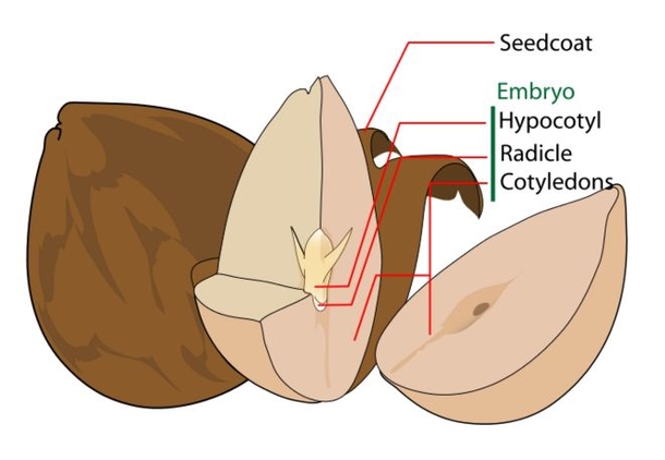 You Will Never Throw Another Avocado Seed Away When You Learn What It Can Do - picture 3