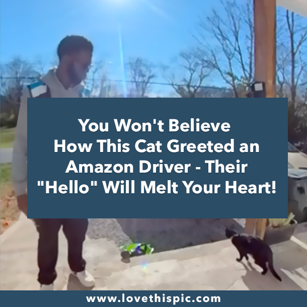 You Won't Believe How This Cat Greeted an Amazon Driver - Their "Hello" Will Melt Your Heart!