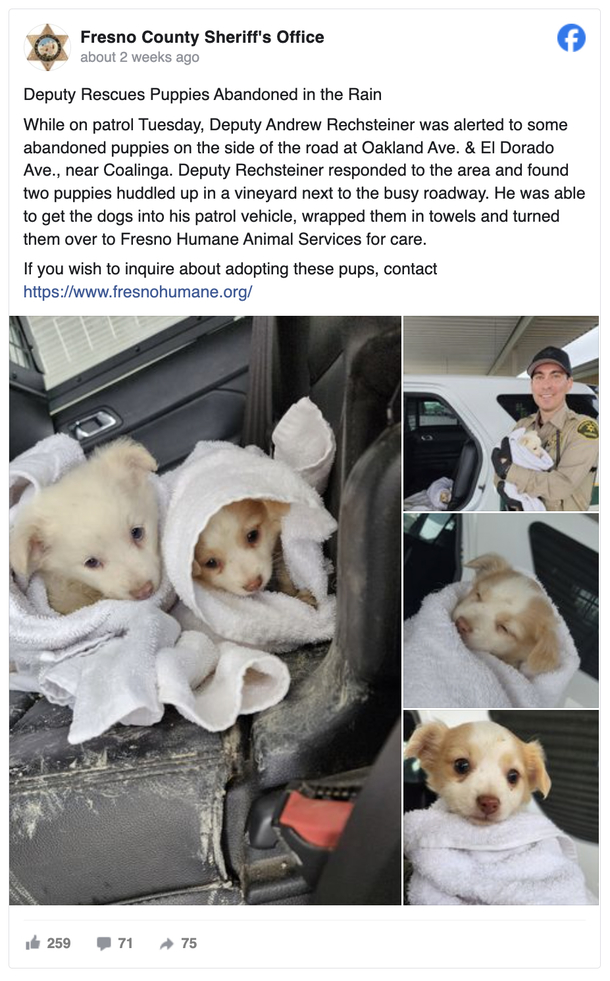 You Won't Believe What Happened to These Abandoned Puppies Left Out in the Cold - Until a Heroic Deputy Stepped In! - picture 2