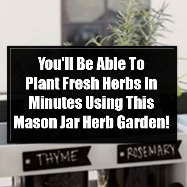 You'll Be Able To Plant Fresh Herbs In Minutes Using This Mason Jar Herb Garden!