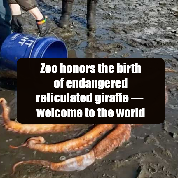 Young girl saved the life of a giant Pacific octopus stranded on beach